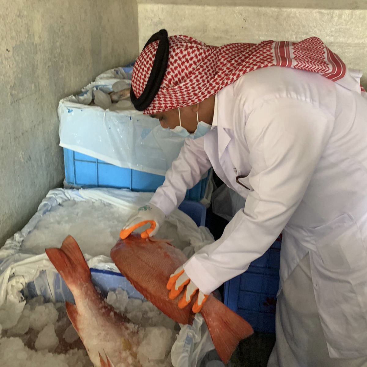 *فرع البيئة بجازان يضبط أسماك فاسدة ويتلفها *