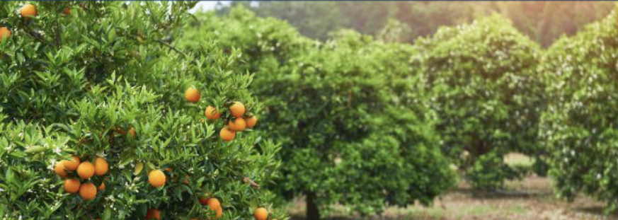 غدًا.. فرع وزارة "البيئة" في العلا ينظم لقاء "القيمة المضافة لمنتجات الحمضيات" لمزارعي المحافظة