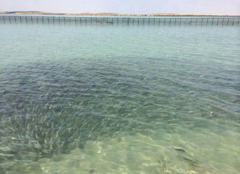 ظهور أسراب الحريد يبشر بموسم ناجح لمهرجان الحريد السنوي