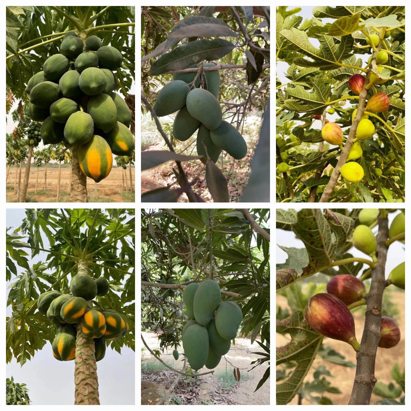 بأكثر من 118 ألف طن من الفواكه الاستوائية . . .  تستعد جازان لمهرجانها السنوي