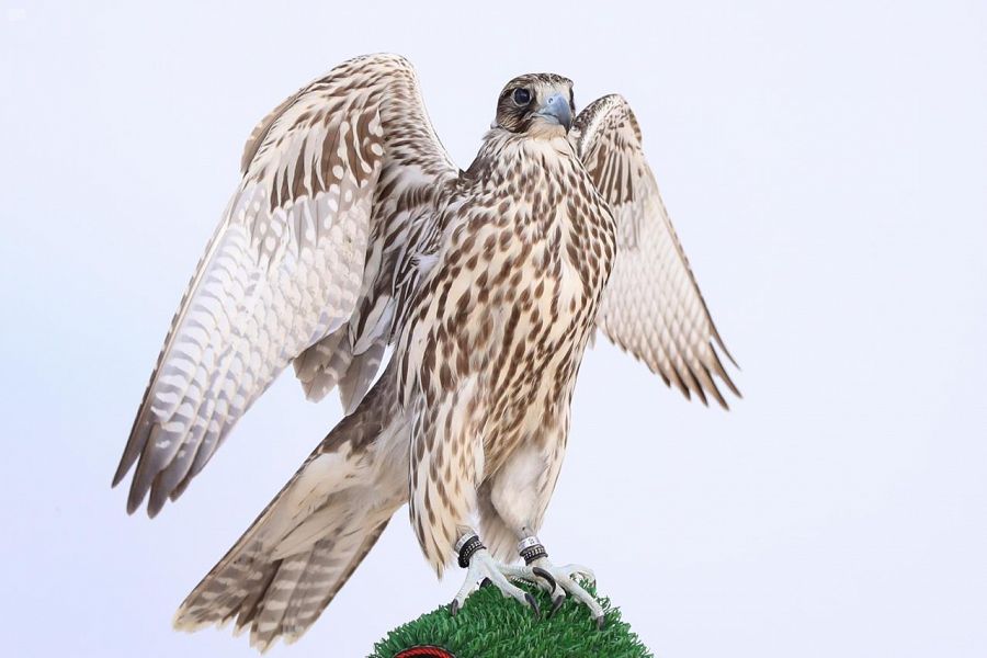 مهرجان الملك عبدالعزيز للصقور يختتم فعالياته بمنافسة قوية على لقب الكأس