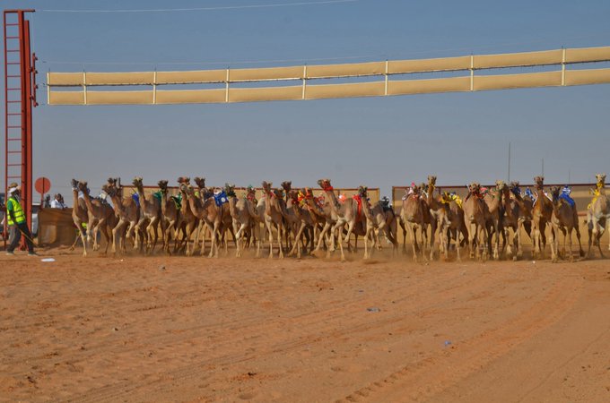 32 شوطاً في أول أيام سباقات الهجن بحائل