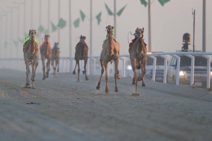 نتائج مميزة في ثاني أيام سباق النعيرية للهجن .. والأمريكي قاسم ناصر يُسجل نجاحات جديدة بـ "قاسم"