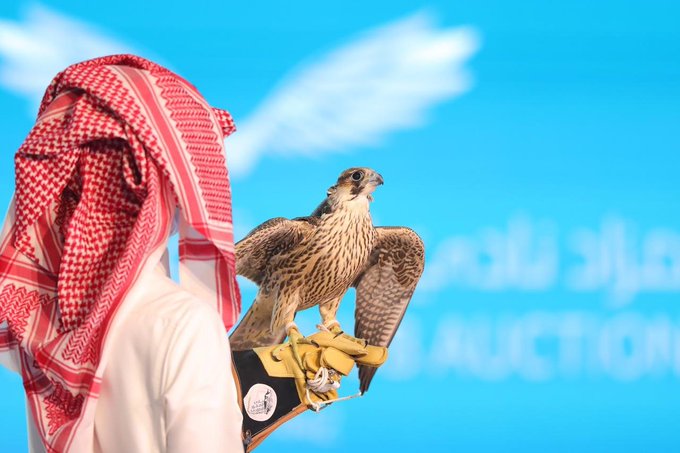 430 ألف ريال مقابل 3 شواهين اليوم في مزاد نادي الصقور السعودي