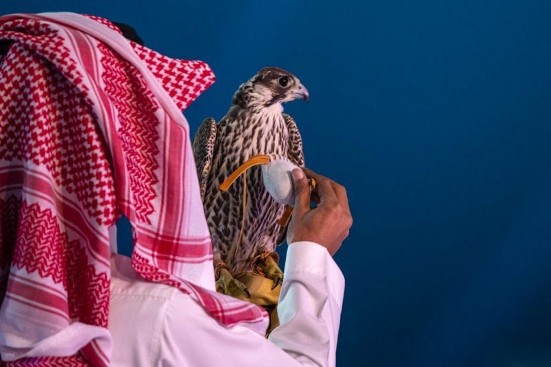 يستمر حتى 15 نوفمبر.. بيع 4 صقور بـ390 ألف ريال في "مزاد ملهم"