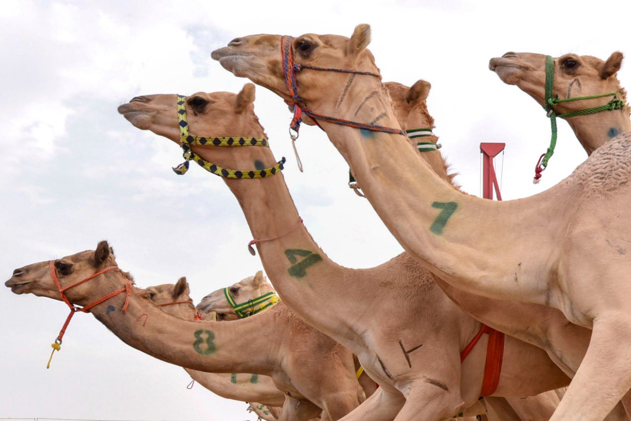 انطلاق سباق رماح للهجن غداً بمشاركة 3163 مطية من 6 دول