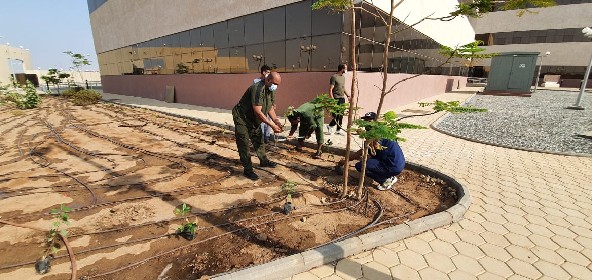 مبادرة لغرس ٢٠٢٠شجره في العروس