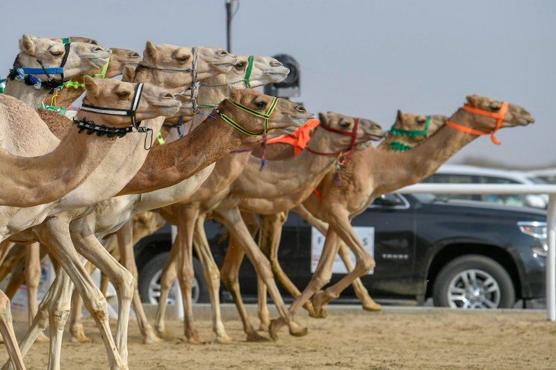 "رموز الثنايا" تذهب لـ 4 شعارات خليجية في سادس أيام نهائي مهرجان ولي العهد للهجن3
