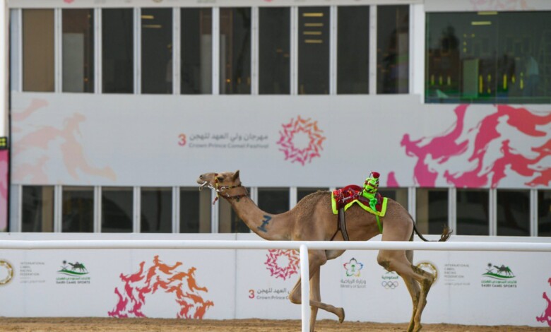 غداً.. انطلاق سباقات الثنايا النهائية بمهرجان ولي العهد للهجن 3
