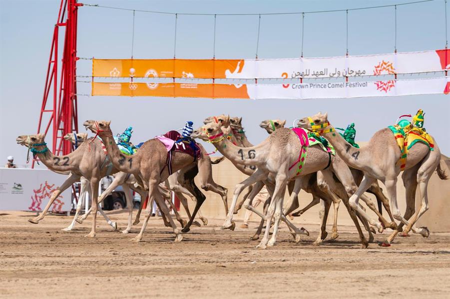 نتائج الأشواط المسائية في انطلاق مهرجان ولي العهد للهجن بنسخته الثالثة