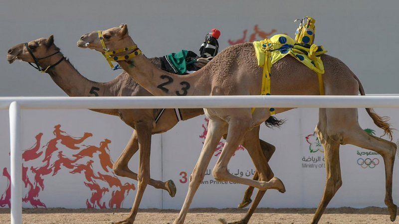 "اندفاع" تحقق رمز اللقايا المفتوح وأفضل توقيت في ثاني أيام كأس الاتحاد السعودي للهجن