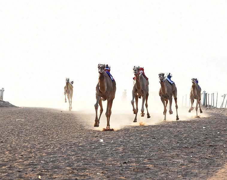 انطلاق سباق الهجن الأسبوعي الثلاثين بميدان تبوك