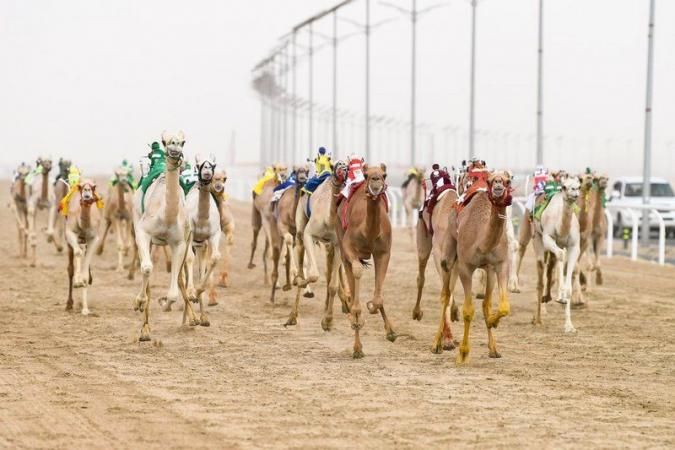 إثارة وندّية حتى الأمتار الأخيرة في منافسات اليوم الثالث من مهرجان ولي العهد للهجن 3