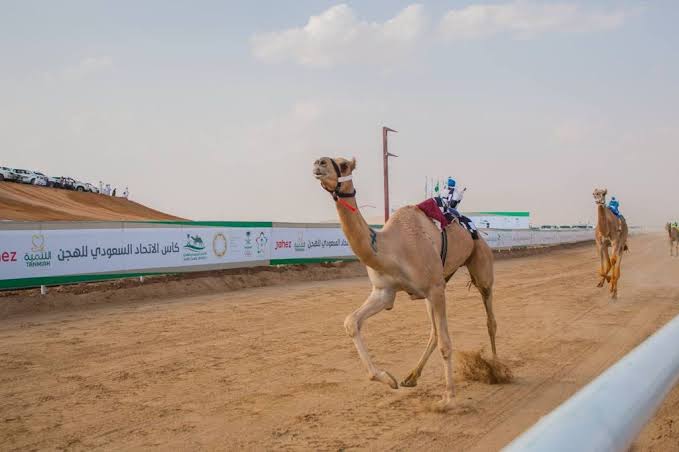 هجن الأمير تركي بن محمد بن فهد تنتزع رمز فئة الثنايا الأبكار في كأس الاتحاد السعودي للهجن