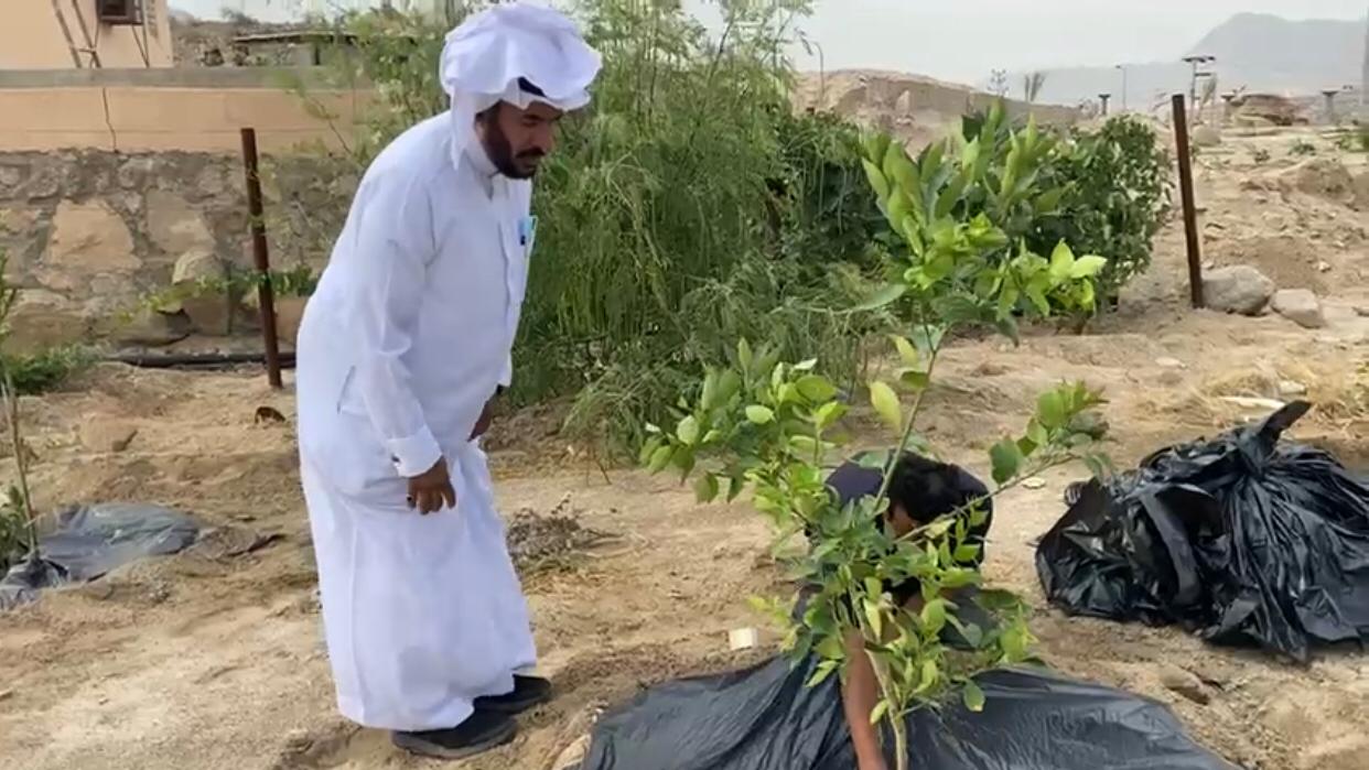 مزرعة بن سلمان … ونجاح تجربة زراعة البن والحمضيات في محافظة ميسان