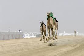 غداً.. ختام منافسات النسخة الثالثة لمهرجان ولي العهد للهجن بالطائف