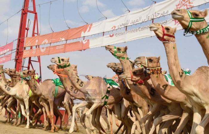 تكتيك احترافي لفوز الركّابة بماراثون الهجن بالطائف