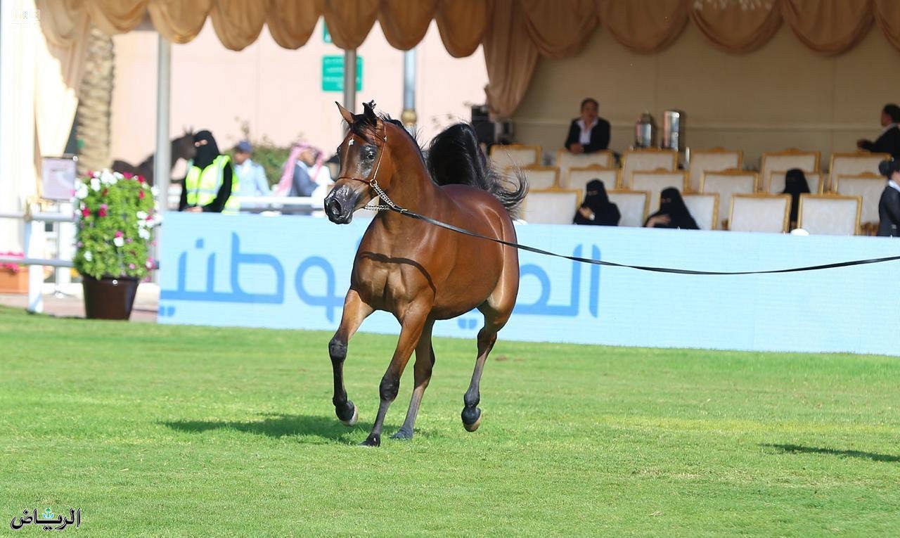 تحت رعاية خادم الحرمين الشريفين.. العرض الدولي الخامس لجمال الخيل العربية الأصيلة في ديسمبر القادم