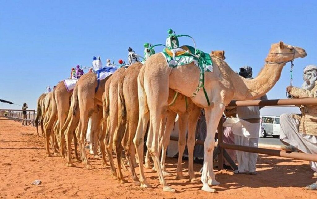 25 مُشاركة يستعدن لتدشين الشوط النسائي للمنافسة في مزاين الإبل