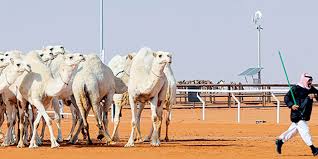 مشاركات نسائية في منافسات الشوط المفتوح الصياهد