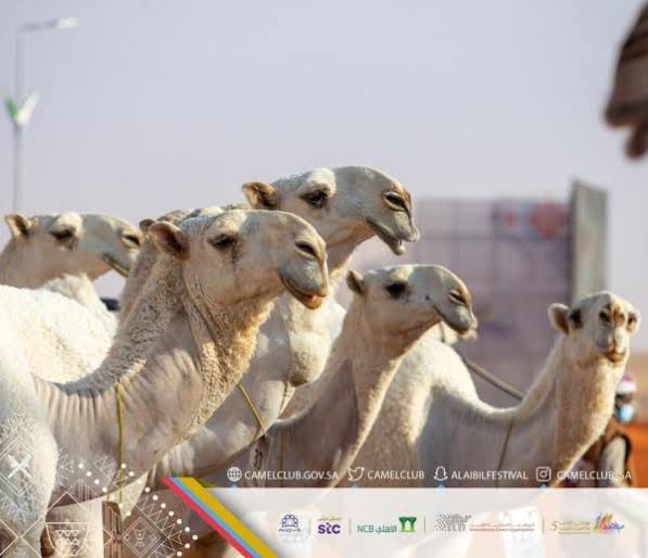 الدبوس يكتسح منافسات جل الشقح والحمر