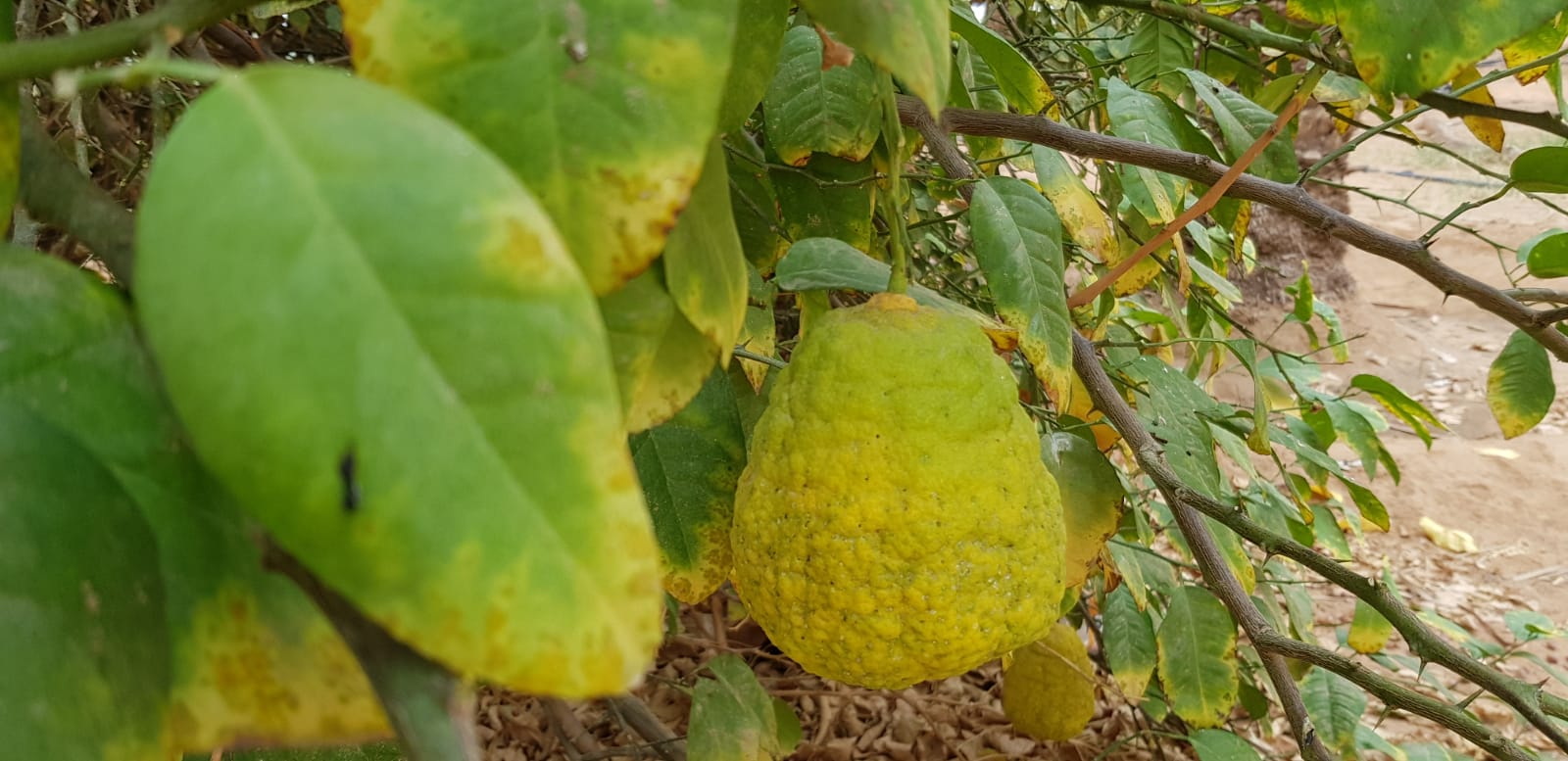 مزارعو وادي الدواسر يبدؤون في جني ثمار "الأترجة"