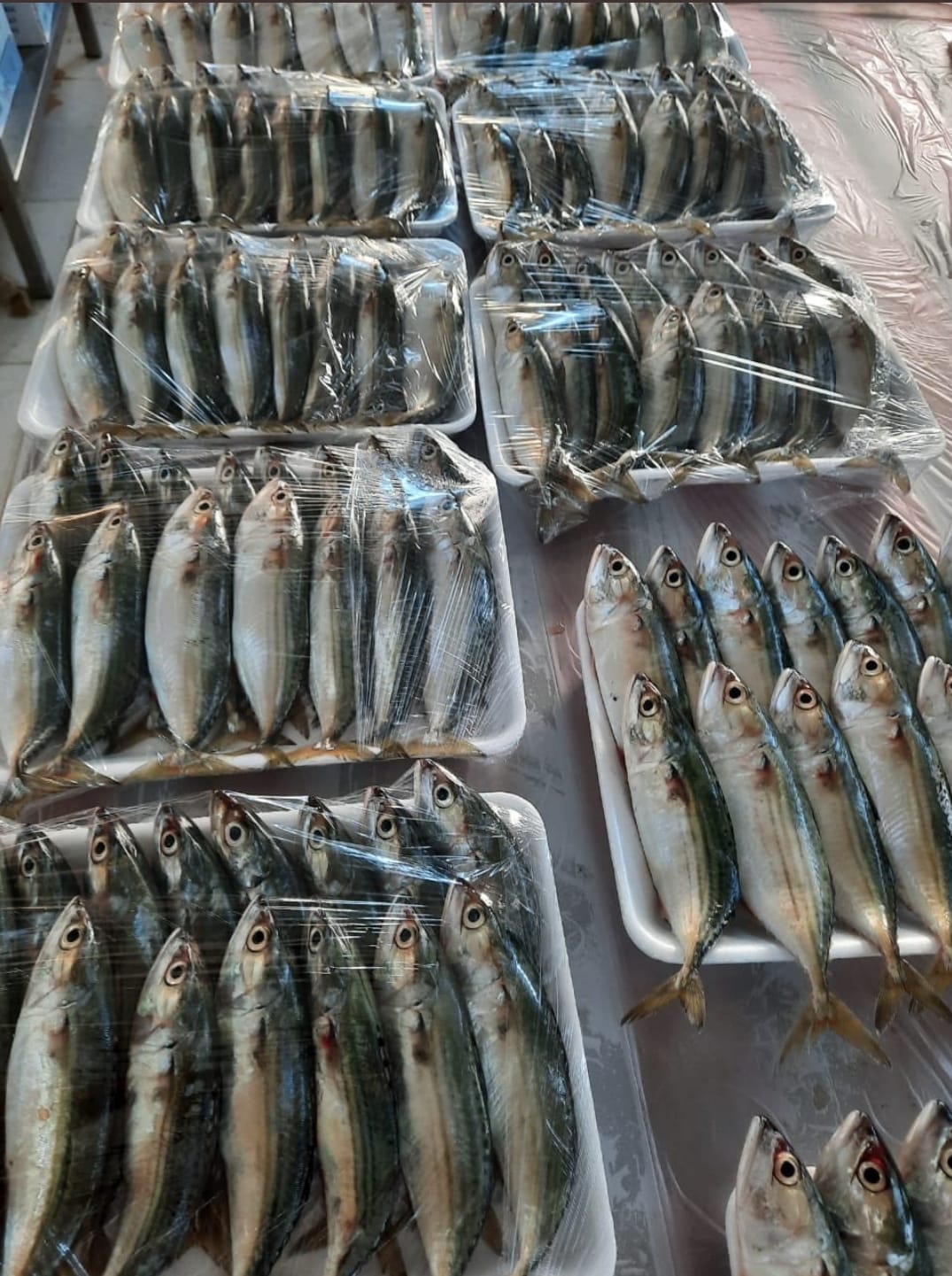 بر جازان تطلق باكورة مبادرتها لعام 2022م بتوزيع 25 "طن" من الأسماك الطازجة