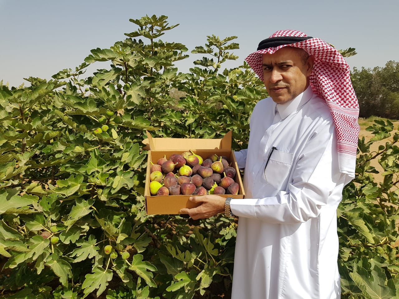 مزارعو وادي الدواسر يبدؤون في جني وتسويق محصول "التين"