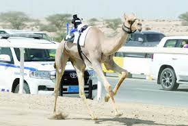 "مراهيف" تحقق أفضل توقيت في الأشواط الصباحية لسباقات الهجن بمهرجان المؤسس للإبل