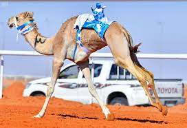 المطية "حايل" تحصد أفضل توقيت في الأشواط الصباحية لسباقات الهجن بمهرجان المؤسس