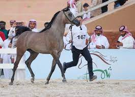انطلاق البطولة الدولية لجمال الخيل العربية الأصيلة تصنيف B تحت إشراف مركز الملك عبدالعزيز للخيل العربية الأصيلة