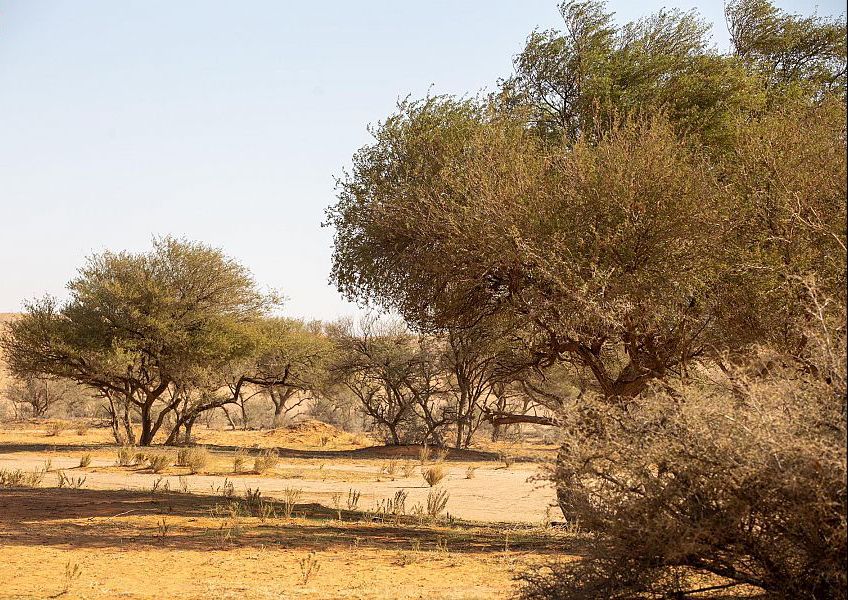 محمية الإمام تركي بن عبدالله الملكية تطلق حملة تنقيب برك زبيدة ‏وفتحها للزوار لأول مرة