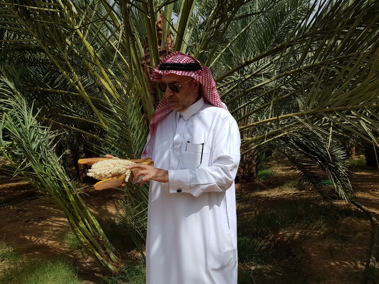 مٌزارعو وادي الدواسر يُشمرون عن سواعدهم ويبدؤون "تلقيح النخيل"